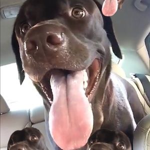 Meet your Posher, Angelo